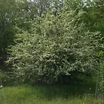 Ca' De L'ase