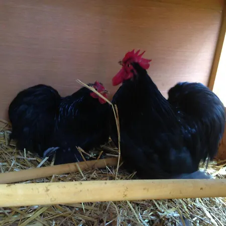 Bed & Breakfast Ca' De L'ase 3*