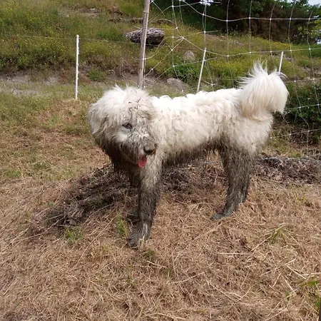 Ca' De L'ase Bed & Breakfast Pontinvrea