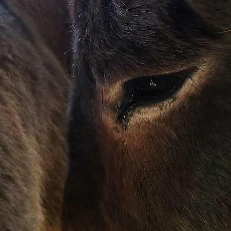 Ca' De L'ase Pontinvrea