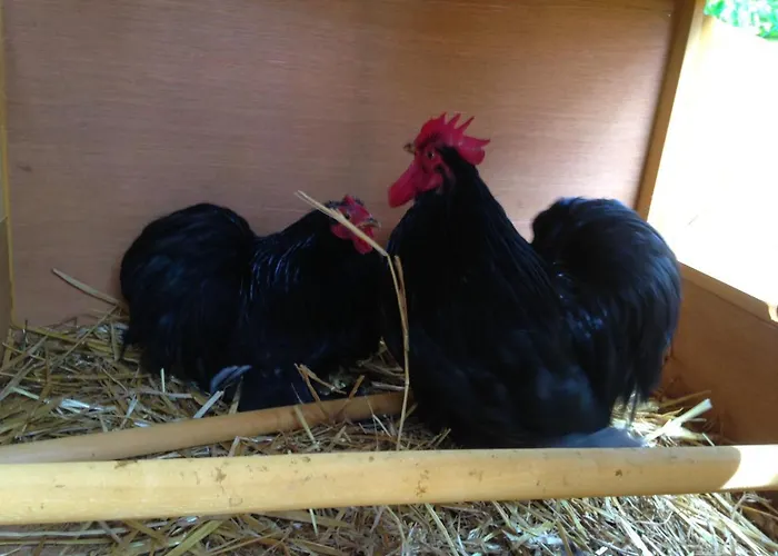 Couette-café Ca' De L'ase 3*