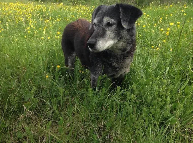 Ca' De L'ase Couette-café Pontinvrea