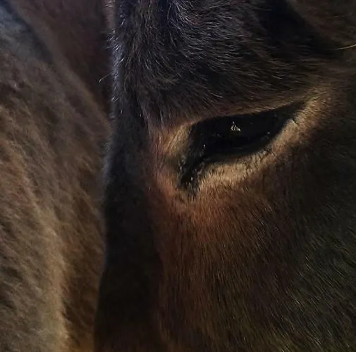 Ca' De L'ase Pontinvrea